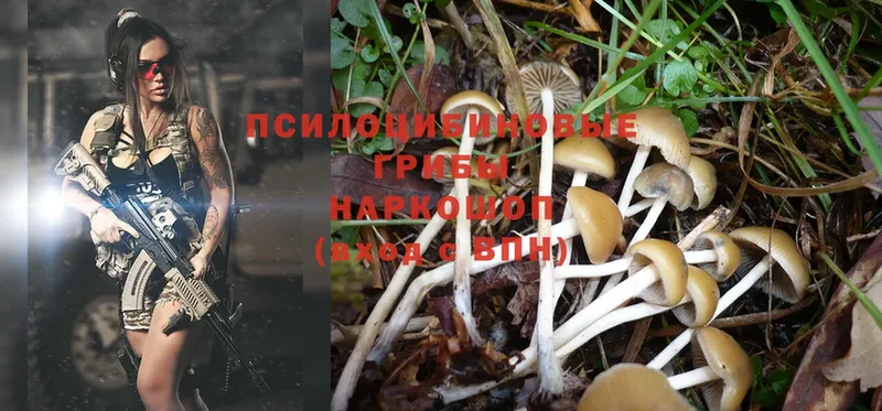 Галлюциногенные грибы MAGIC MUSHROOMS  Новозыбков 